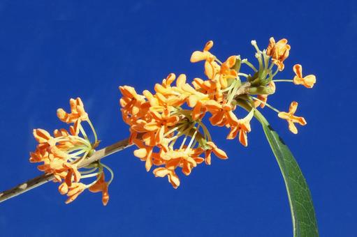 キンモクセイの花 花木,金木犀,クローズアップの写真素材
