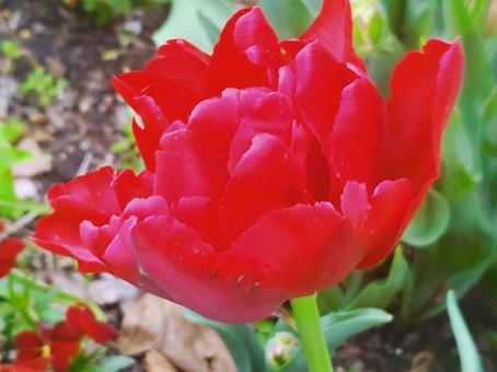 Red Tulips, JPG