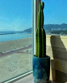 海の見える窓際のサボテン 海,ビーチ,窓際の写真素材