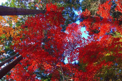 紅葉した木 紅葉,見上げる,木の写真素材