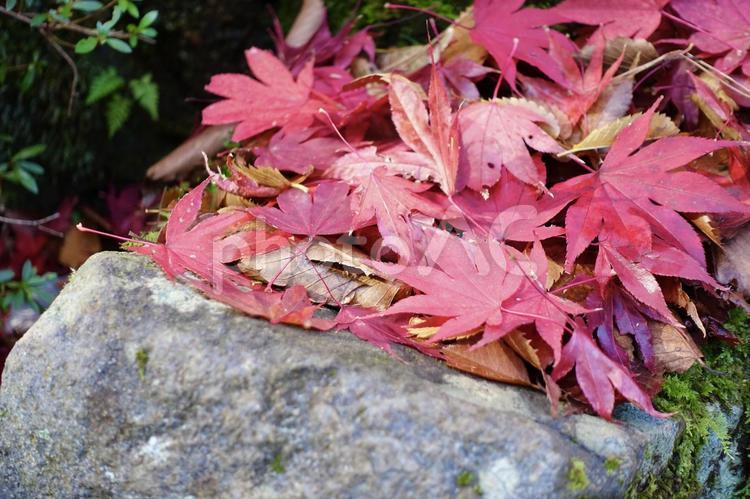 庭石の上の鮮やかな紅葉 紅葉,落葉,赤の写真素材