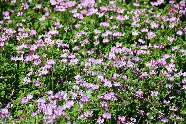レンゲソウ（蓮華草） れんげ草,ピンク,春の写真素材