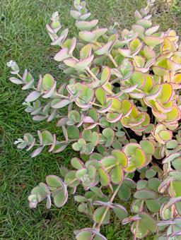 ミセバヤ ミセバヤ ベンケイソウ科,肉厚な葉,丸い葉の写真素材