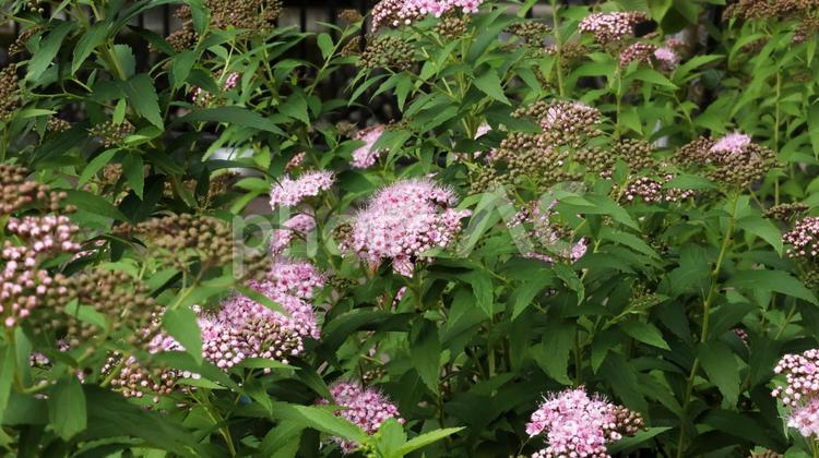 シモツケ シモツケ,花,植物の写真素材