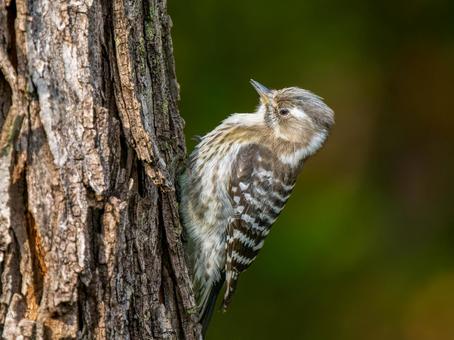 木にとまるコゲラ・キツツキ コゲラ,キツツキ,野鳥の写真素材