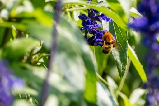 サルビアとトラマルハナバチ⑵ サルビアとトラマルハナバチ⑵ 蜂,トラマルハナバチ,花の写真素材