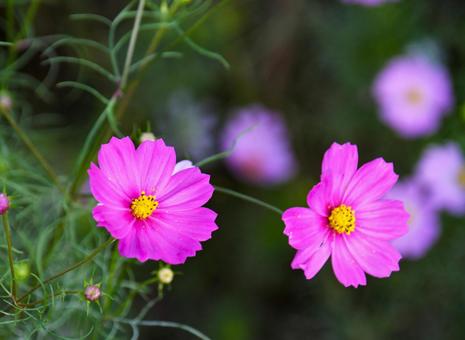 花開いたコスモス 花開いたコスモスの写真