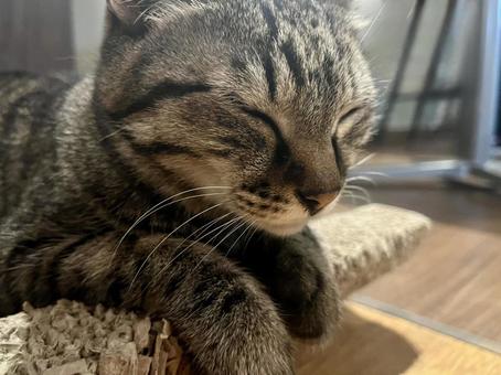 おねむだにゃの写真