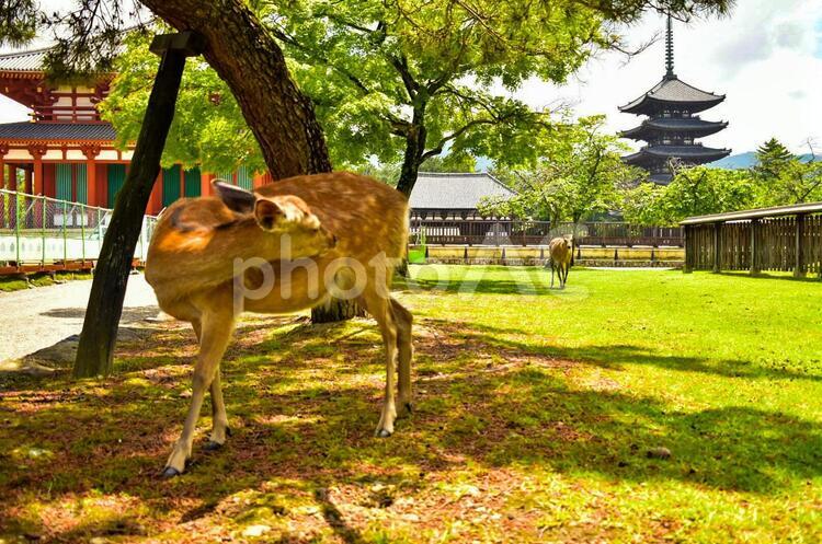 奈良公園の鹿と国宝五重塔 奈良公園,鹿,奈良の写真素材