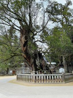 大山祇神社 御神木 大山祇神社 御神木の写真
