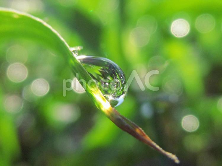 水滴と緑の葉と朝日（Water drops） 水滴,すいてき,しずくの写真素材