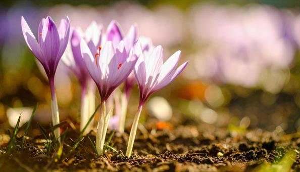 秋の花 サフラン 10月 11月 秋の花 サフラン 10月 11月の写真