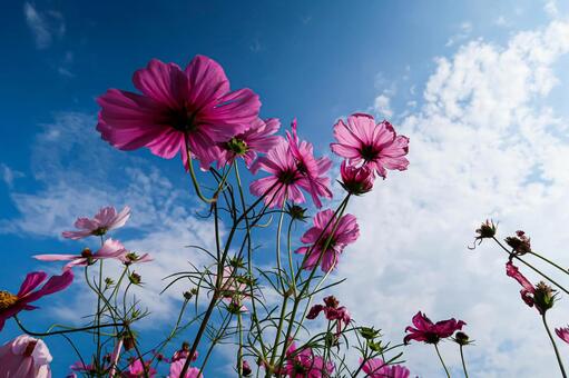 [秋]コスモスの写真