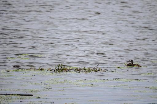 Photo, bird, great crested grebe, young bird, 