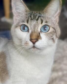 美しいブルーアイのシャム系猫さん　縦画像 猫,シャムトラ,見つめるの写真素材