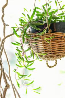 明るい光に照らされたハンギング多肉植物 観葉植物,ハンギング,グリーンの写真素材