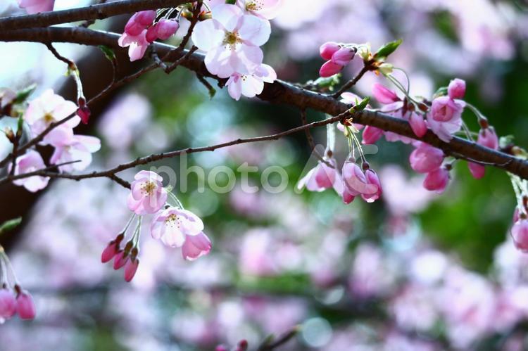 醍醐寺の春 春,桜,さくらの写真素材