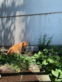 野良猫 ネコ 野良猫 ネコの写真