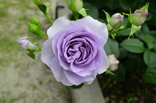 薔薇の花「ブルーバユー」 薔薇の花「ブルーバユー」の写真