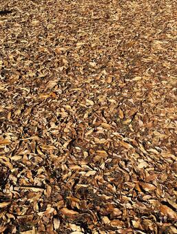 一面の落ち葉 落ち葉,落葉,枯れ葉の写真素材