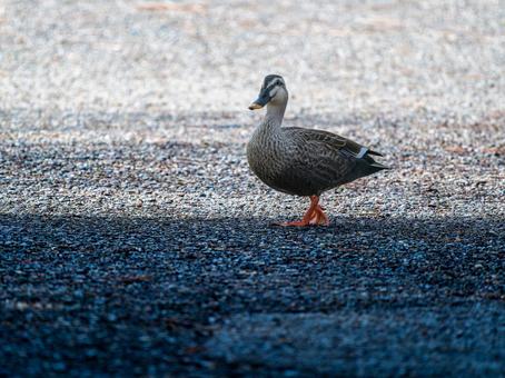 地面を歩くカルガモ 地面を歩くカルガモの写真