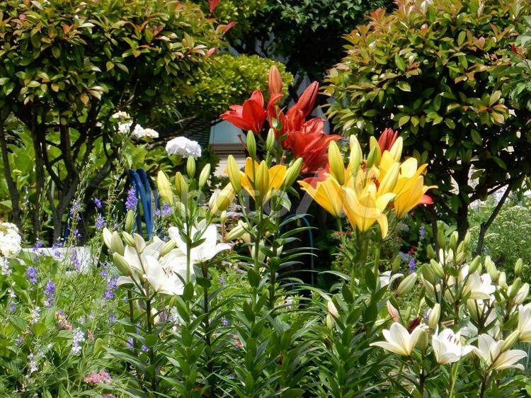 【花の写真】百合の花 ユリ,百合,植物の写真素材