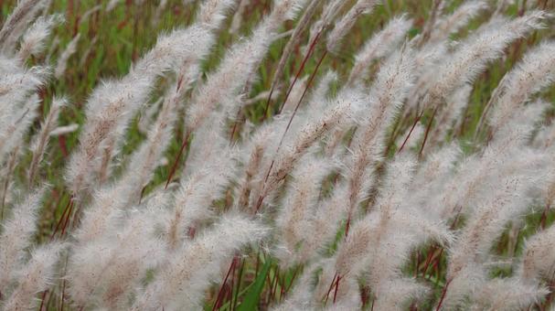 土手の草 土手の草の写真
