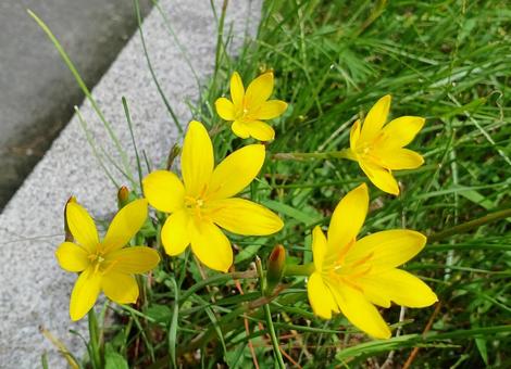 Photo, zephyrinus, rain lily, thamas dare, 