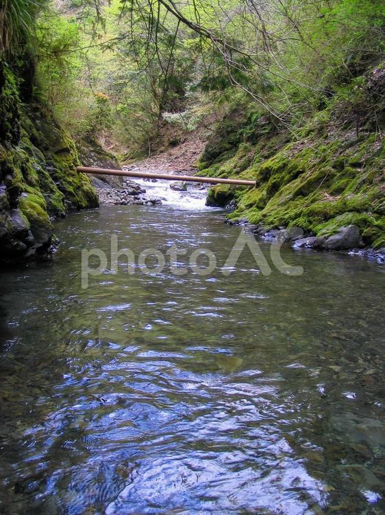 水に入って撮影した水のきれいな渓流 渓流,川,山の写真素材