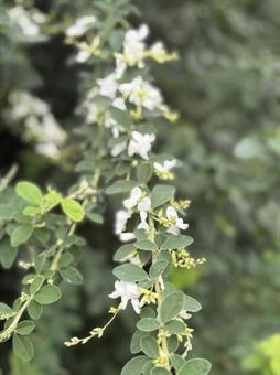 萩の花 萩の花,白萩,秋の花の写真素材