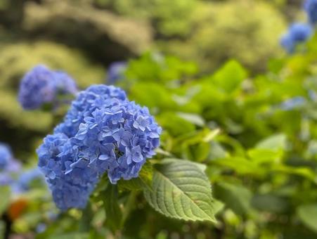 紫陽花 紫陽花の写真