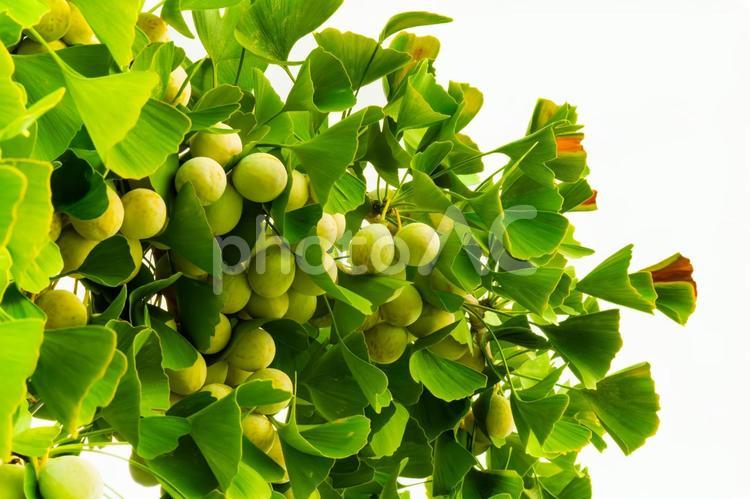 色づき始めた銀杏の実 秋,木漏れ日,銀杏の写真素材