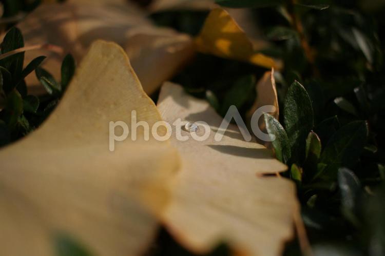 落ち葉と水滴 紅葉,見事,落ち葉の写真素材