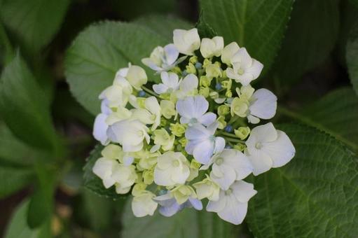 [Flower photo] Hydrangea_0609-24, JPG