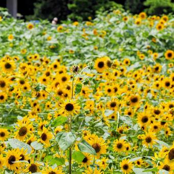 葛西臨海公園のひまわり(東京都江戸川区) 葛西臨海公園のひまわり(東京都江戸川区)の写真