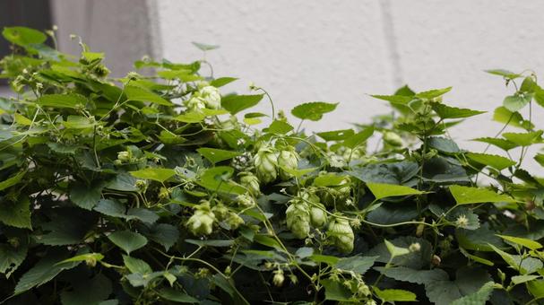 【植物の写真】ホップ ホップ,秋,植物の写真素材