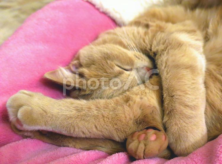 うちのネコさま　両脚を抱きしめて昼寝 ネコ,猫,寝顔の写真素材