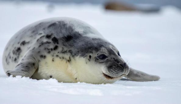 アザラシの写真