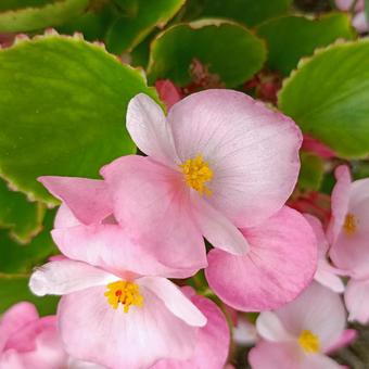 四季咲きベゴニアの花 四季咲きベゴニアの花の写真