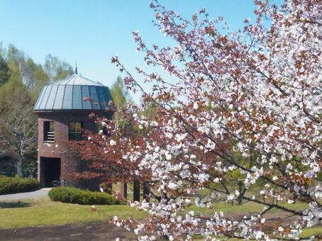 北海道の桜のイメージの写真