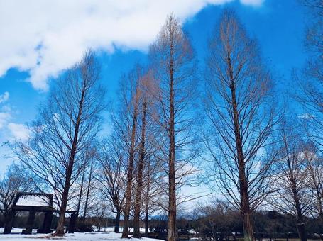 冬空と連木 冬空と連木 冬,冬空,枯れ木の写真素材
