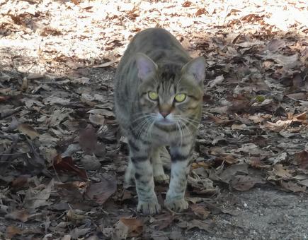 猫のパトロールの写真