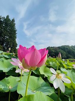 蓮と青空 蓮と青空 ハス,ピンク,鮮やかの写真素材