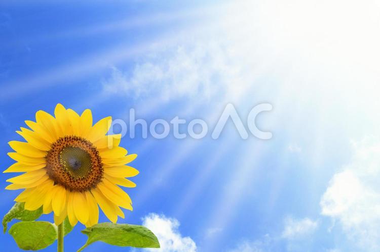 ひまわりと太陽の日差し　夏のイメージ ひまわり,日差し,まぶしいの写真素材