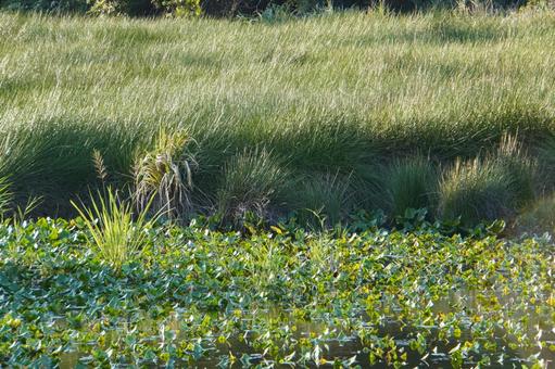 静岡県磐田市鶴ケ池 静岡県磐田市鶴ケ池の写真