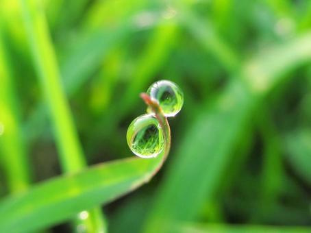 水滴と緑の葉と朝日Water drops 水滴と緑の葉と朝日Water dropsの写真