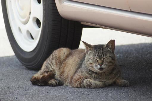 ねこ ねこの写真