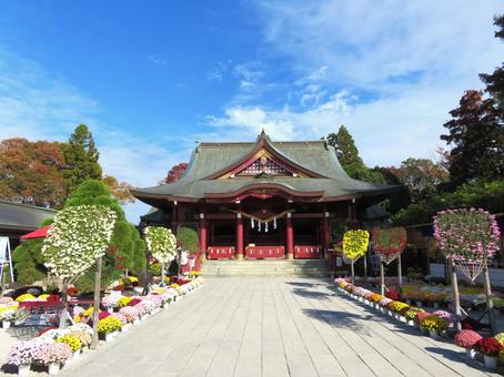 笠間稲荷神社（菊祭り） 菊祭り,笠間稲荷神社,神社の写真素材