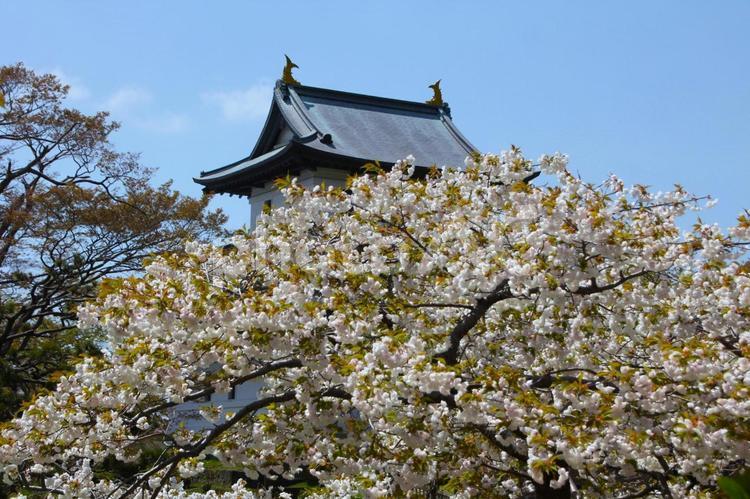 城ー松前城ー北海道 松前城,城,天守閣の写真素材