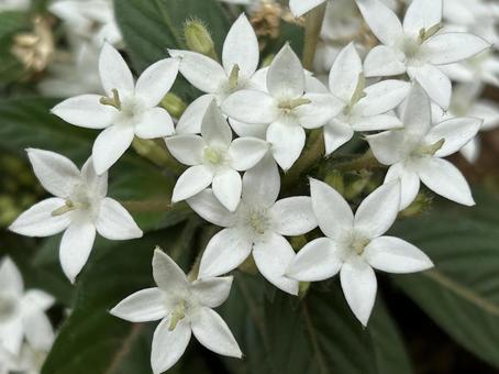 白い花 白い花 白,植物,花の写真素材